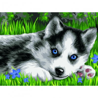 Живопись по номерам с акрил. красками "Голубоглазый пушистик" А3 КК_44043